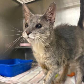 Allie -  Domestic Short Hair Cat for Adoption in Springfield, Illinois - Allie | PetCurious