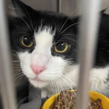 Mario -  Domestic Short Hair Cat for Adoption in Henderson, Kentucky - Mario | PetCurious
