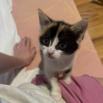 Stormy -  Domestic Short Hair and Calico Cat for Adoption in Rochester Hills, Michigan - Stormy | PetCurious