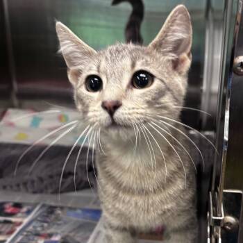Nolan -  Domestic Short Hair Cat for Adoption in Belleville, Illinois - Nolan | PetCurious