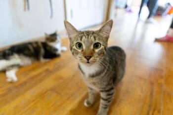 Rescue Bengal and Domestic Short Hair Cats for Adoption in Chicago, Illinois - Button | PetCurious
