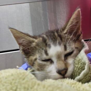 Milano -  Domestic Short Hair Cat for Adoption in Chattanooga, Tennessee - Milano | PetCurious