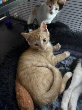 Hank -  Domestic Short Hair Cat for Adoption in Breinigsville, Pennsylvania - Hank | PetCurious