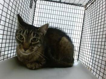 SEFER -  Domestic Short Hair Cat for Adoption in Doral, Florida - SEFER | PetCurious