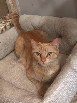 Rescue Domestic Short Hair Cats for Adoption in Medfield, Massachusetts - Gracie | PetCurious