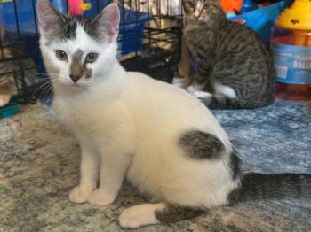 McLarren -  Domestic Short Hair Cat for Adoption in Cloquet, Minnesota - McLarren | PetCurious
