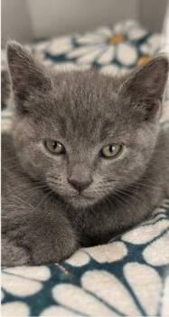 Bucky -  Domestic Short Hair Cat for Adoption in Delson, Quebec - Bucky | PetCurious