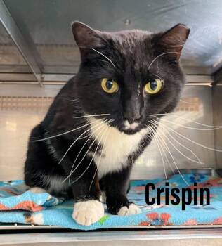 Domestic Short Hair Cats Available for Adoption in Clearfield, Kentucky - Crispin | PetCurious