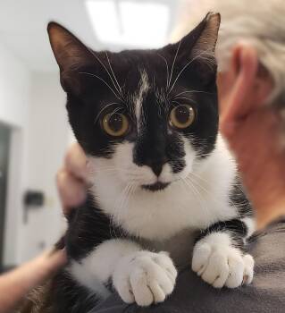 Domestic Short Hair Cats Available for Adoption - Nosey | PetCurious