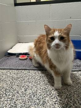 Finnick -  Domestic Long Hair Cat for Adoption in Jackson, Michigan - Finnick | PetCurious