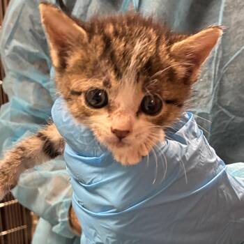 Mr. Worldwide -  Domestic Short Hair Cat Available for Adoption in Yuma, Arizona - Mr. Worldwide | PetCurious