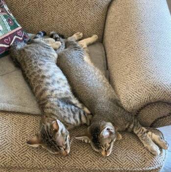 Domestic Short Hair Cats Available for Adoption in Fernley, Nevada - Buster And Bubba | PetCurious