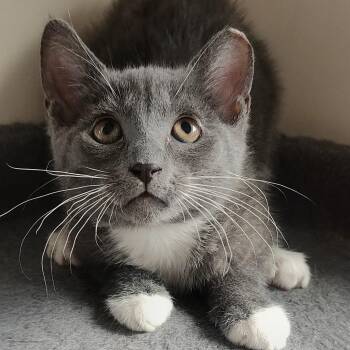 Plume -  Domestic Short Hair Cat for Adoption in Charlotte, North Carolina - Plume | PetCurious