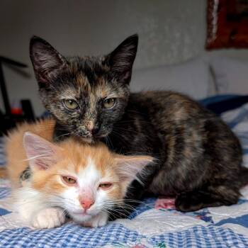 Posh Spice -  Domestic Medium Hair Cat for Adoption in Laramie, Wyoming - Posh Spice | PetCurious