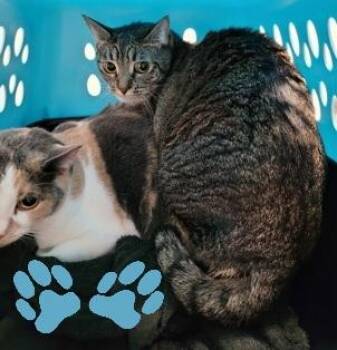 Domestic Short Hair Cats Available for Adoption - Goober | PetCurious