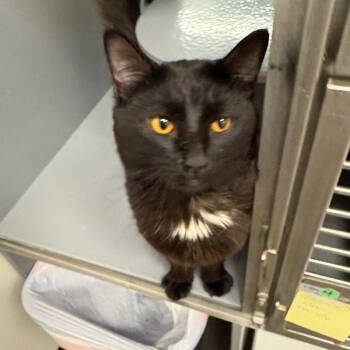 Domestic Medium Hair Cats Available for Adoption - Taro | PetCurious