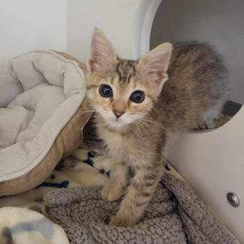 Waddles -  Domestic Medium Hair Cat for Adoption in Phoenix, Arizona - Waddles | PetCurious