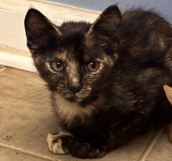 Toto -  Tortoiseshell and Domestic Short Hair Cat for Adoption in Columbia, South Carolina - Toto | PetCurious