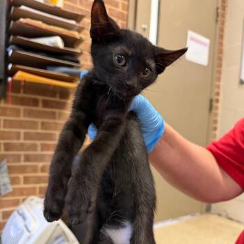 Neptune -  Domestic Short Hair Cat for Adoption in Birmingham, Alabama - Neptune | PetCurious