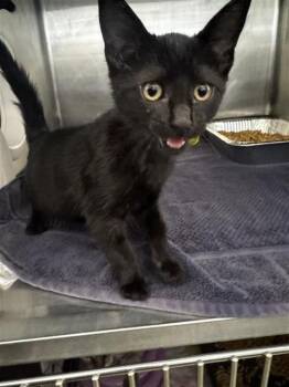 LICORICE -  Domestic Short Hair Cat for Adoption in Fremont, California - LICORICE | PetCurious