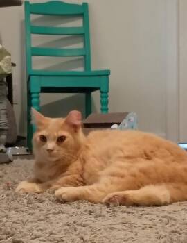 Comet -  Domestic Medium Hair Cat for Adoption in Hardeeville, South Carolina - Comet | PetCurious