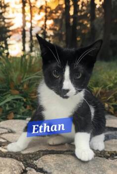 Domestic Short Hair Cats Available for Adoption - Ethan | PetCurious