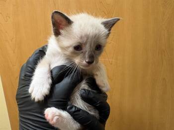 STERLING -  Siamese Cat for Adoption in Tustin, California - STERLING | PetCurious