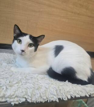 Henry -  Domestic Short Hair Cat for Adoption in Warr Acres, Oklahoma - Henry | PetCurious