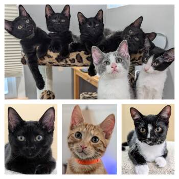 Assorted Kittens -  Domestic Short Hair Cat for Adoption in Honeoye, New York - Assorted Kittens | PetCurious