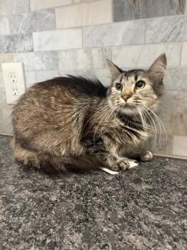 Artemis -  Domestic Long Hair and Siberian Cat for Adoption in Pearland, Texas - Artemis | PetCurious