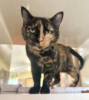 Rescue Domestic Short Hair Cats for Adoption in Fernandina Beach, Florida - ROBIN | PetCurious