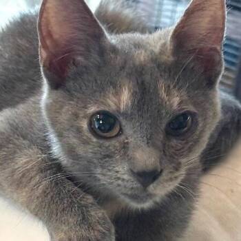 Abilene Meowling -  Dilute Tortoiseshell and Domestic Short Hair Cat for Adoption in Friendswood, Texas - Abilene Meowling | PetCurious