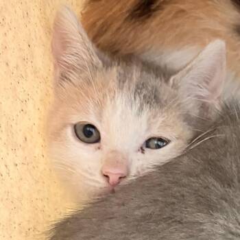 Domestic Short Hair Cats Available for Adoption in Philadelphia, Pennsylvania - Gracie Bell | PetCurious