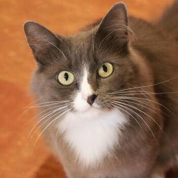 Hydrogen -  Domestic Short Hair Cat for Adoption in Tucson, Arizona - Hydrogen | PetCurious