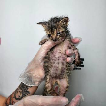 Daisy -  American Shorthair and Domestic Short Hair Cat for Adoption in Milton, Florida - Daisy | PetCurious