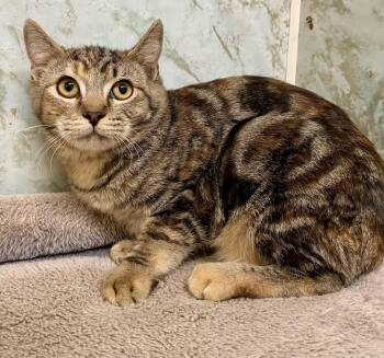 Rescue American Shorthair and Domestic Short Hair Cats for Adoption in Joshua Tree, California - NAOMI CAMPBELL | PetCurious