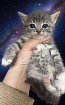 Rescue Domestic Short Hair and Tabby Cats for Adoption in Greensboro, North Carolina - Rey | PetCurious