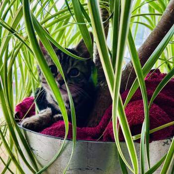Apple & Pomegranate *bonded pair* -  Domestic Short Hair Cat for Adoption in Philadelphia, Pennsylvania - Apple & Pomegranate *bonded Pair* | PetCurious