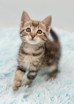 Dally -  Bengal Cat for Adoption in Covington, Louisiana - Dally | PetCurious