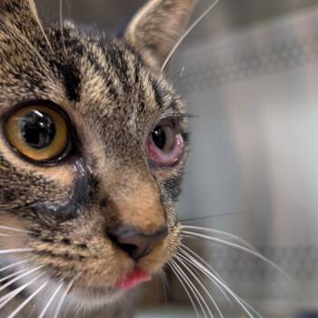 Bubbie -  Domestic Short Hair Cat for Adoption in Baltimore, Maryland - Bubbie | PetCurious