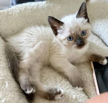 Lenape -  Siamese and Snowshoe Cat for Adoption in Wilmington, North Carolina - Lenape | PetCurious