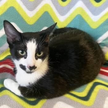 Rescue Domestic Short Hair Cats for Adoption in Mt. Juliet, Tennessee - Mama Mustache | PetCurious