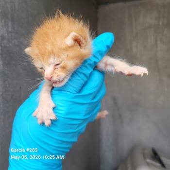 Domestic Short Hair Cats Available for Adoption in San Antonio, Texas - TOULOUSE | PetCurious