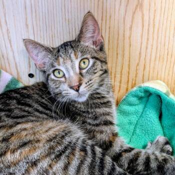 Rescue Domestic Short Hair Cats for Adoption in Evanston, Illinois - Ginger Spice And Baby Spice | PetCurious