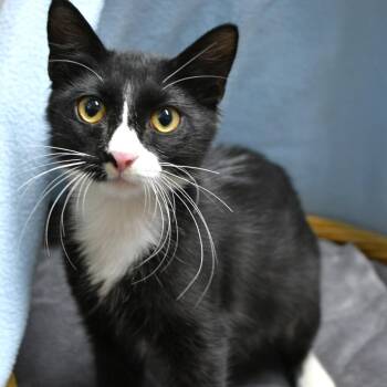 Sashimi -  Domestic Short Hair Cat for Adoption in Beaumont, Texas - Sashimi | PetCurious