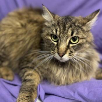 TRESTLE -  Domestic Medium Hair Cat for Adoption in Richmond, California - TRESTLE | PetCurious
