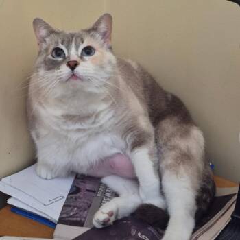 Lily -  Siamese and Domestic Short Hair Cat for Adoption in Lexington, Kentucky - Lily | PetCurious