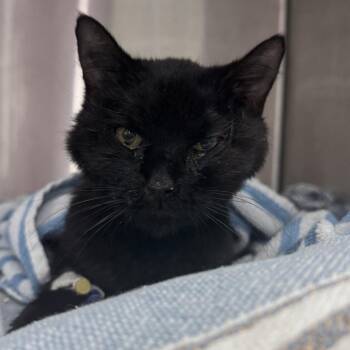Daphne (Vicca) -  Domestic Short Hair Cat for Adoption in Cumming, Georgia - Daphne (Vicca) | PetCurious