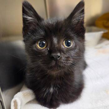 Sue -  Domestic Short Hair Cat for Adoption in Asheville, North Carolina - Sue | PetCurious