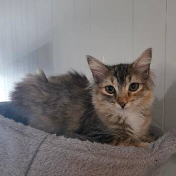 Domestic Long Hair Cats Available for Adoption - Pudding | PetCurious